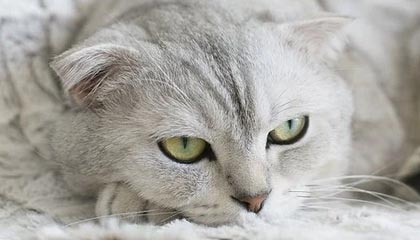 开yun官网-摩洛哥队在巴黎奥运会男足比赛中以1-2不敌阿根廷，摩洛哥足球队